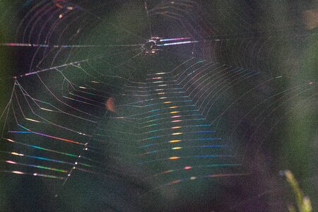 Spectrum macro backlighting