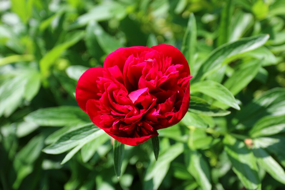 Flower summer garden plant