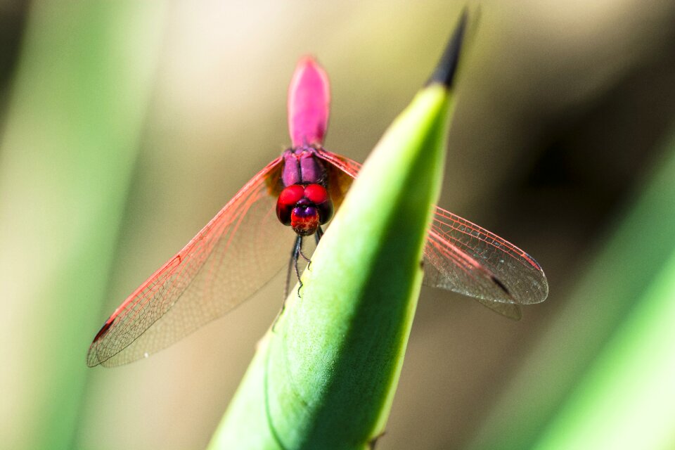 Dragonfly insect close up photo