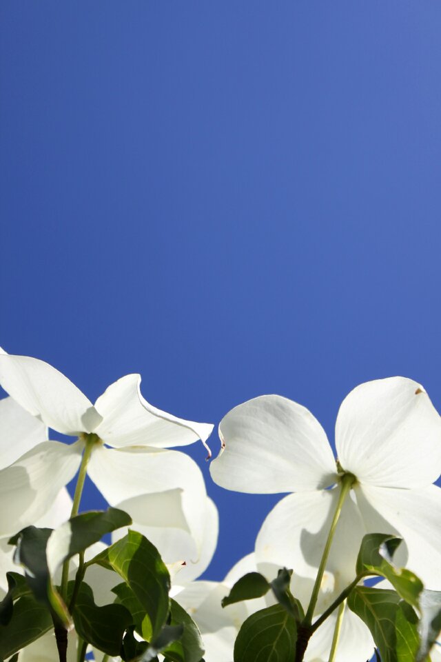 White flowers blue white