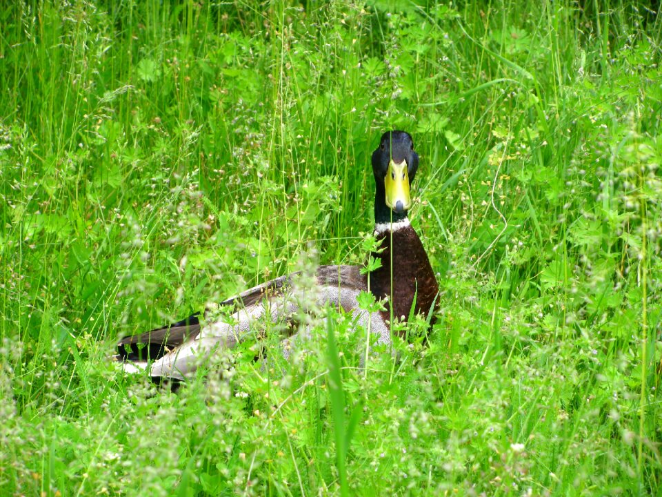 Wild bird poultry animal