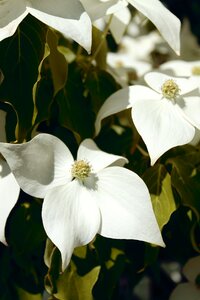 Dogwoods white blossoms photo