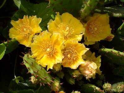 Cactus cactus flower yellow cactus flower photo