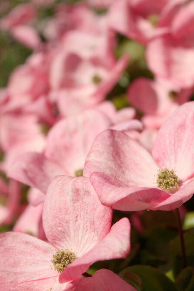 Ornamental tree pink blossoms pink photo