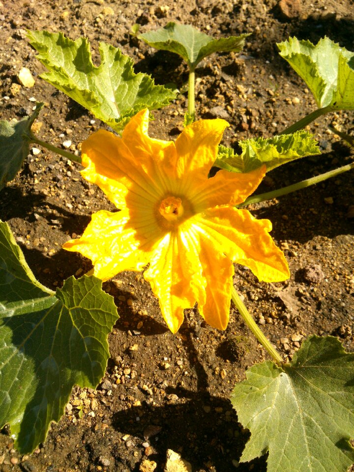 Zucchini plant food vegetables