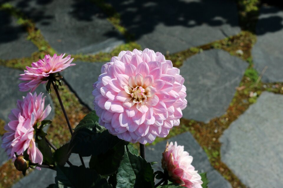 Garden plant flower summer