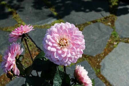 Garden plant flower summer