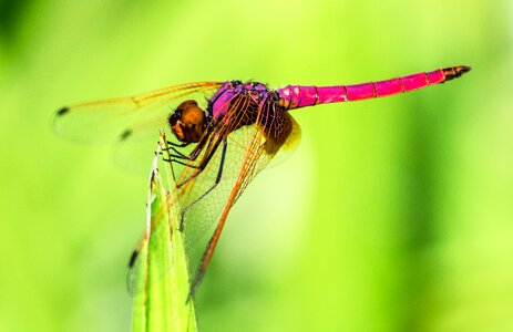 Dragonfly insect close up photo