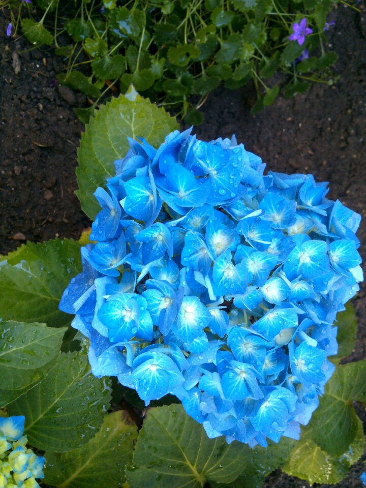 Blue garden greenhouse hydrangea