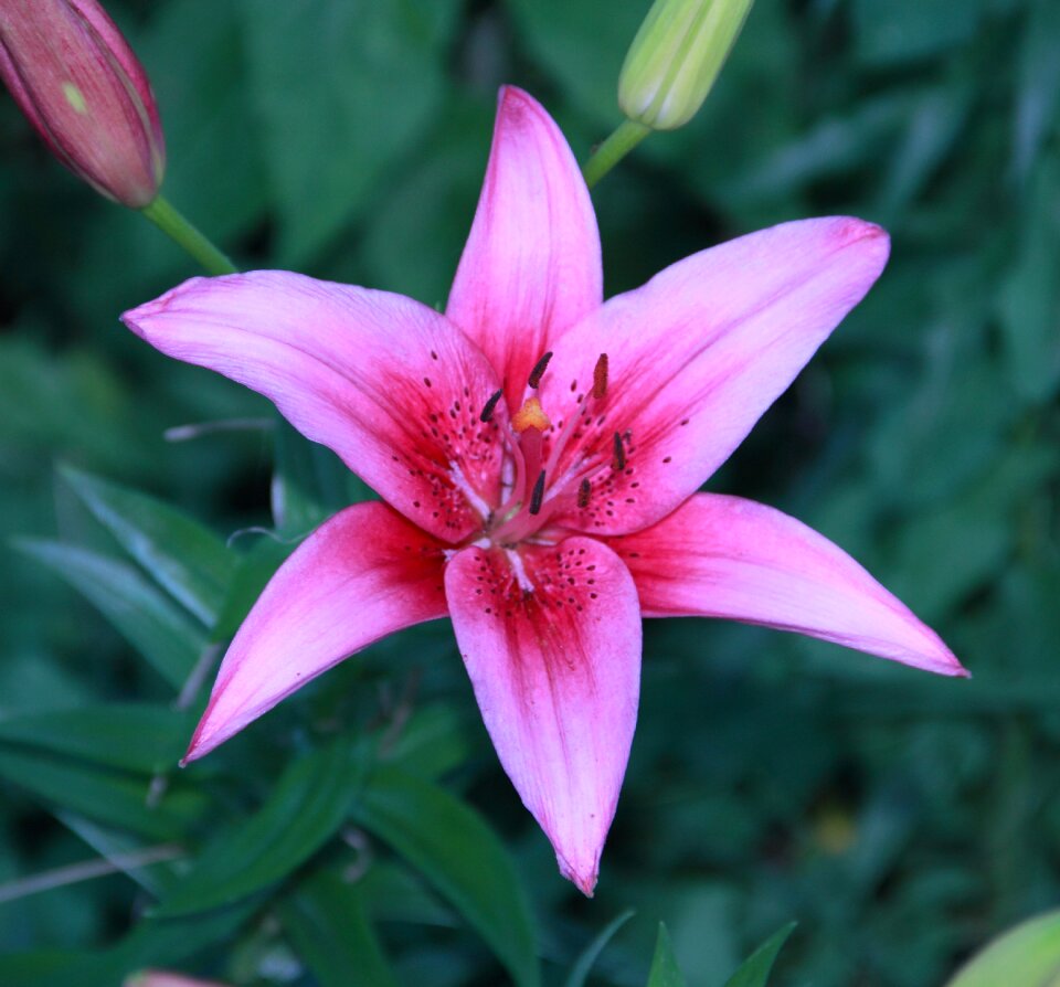 Garden pink nature