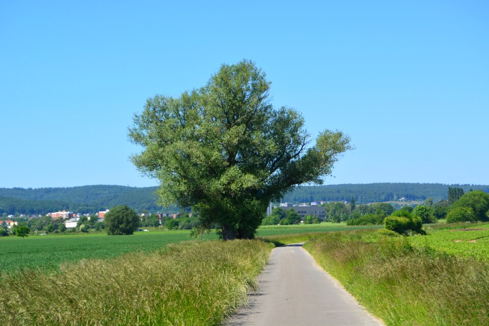 Tree grass landscape