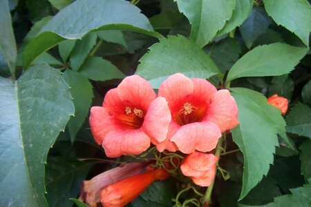 Alanya flowers flower plant