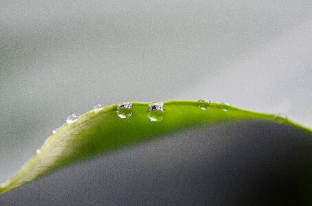 Nature macro leaf photo