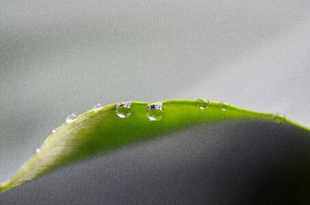 Nature macro leaf