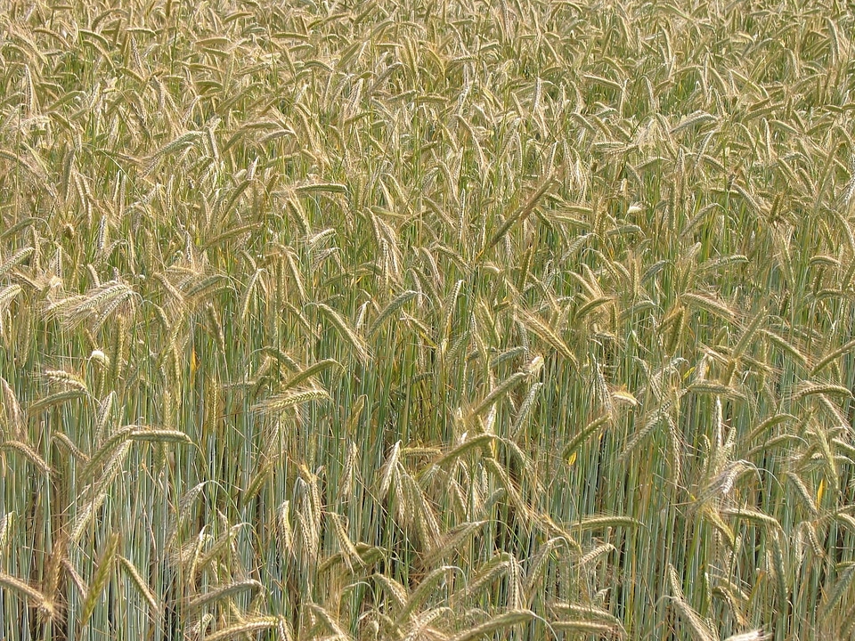 Summer agriculture harvest