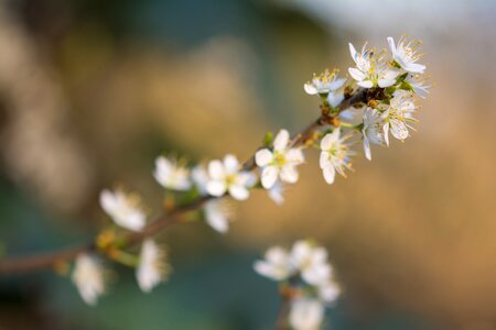 Flower spring cherry blossom