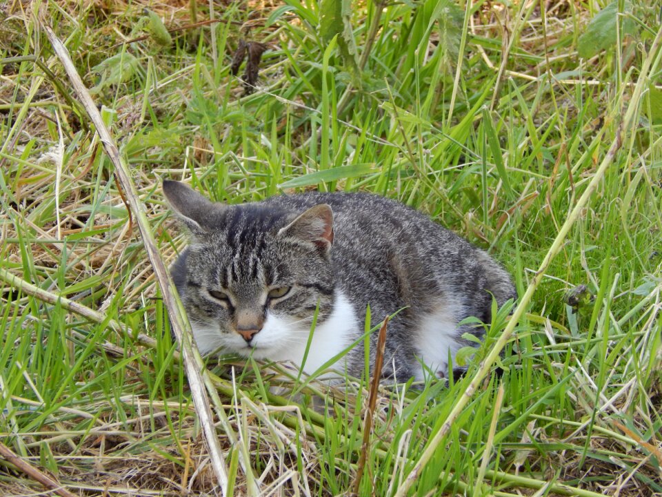 Cat beast rest photo