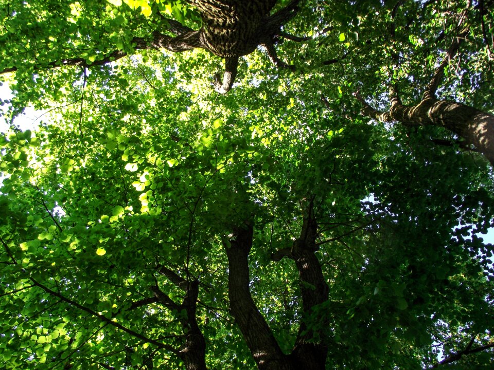 Aesthetic leaf leaves