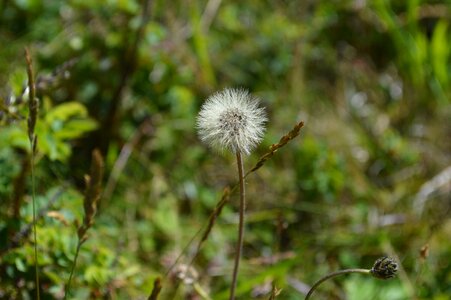 Seeds bloom nature