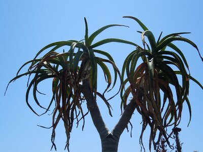 Green leaf leaves