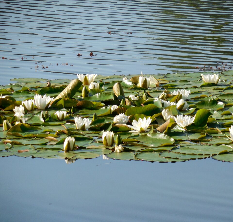 Bloom aquatic plant bloom