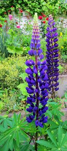 Garden flowers plant