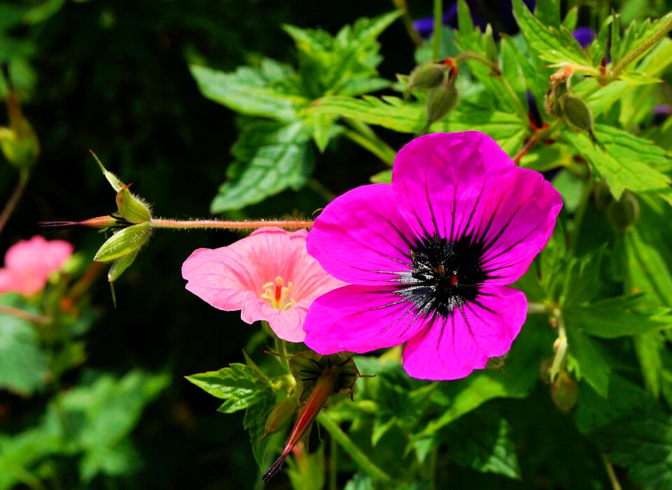 Purple flower colorful macro