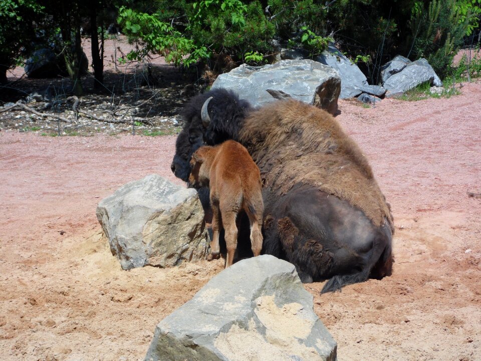 Buffalo animal young animal