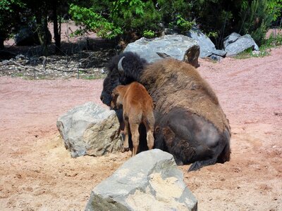 Buffalo animal young animal