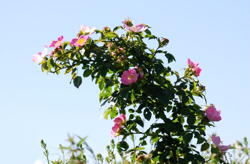 Wild plant hedgerow
