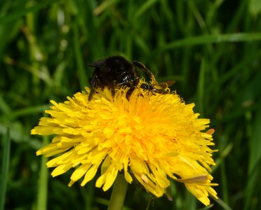 Bloom pollen nature