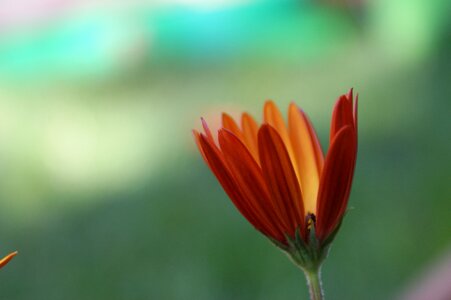 Blossom bloom african daisy photo