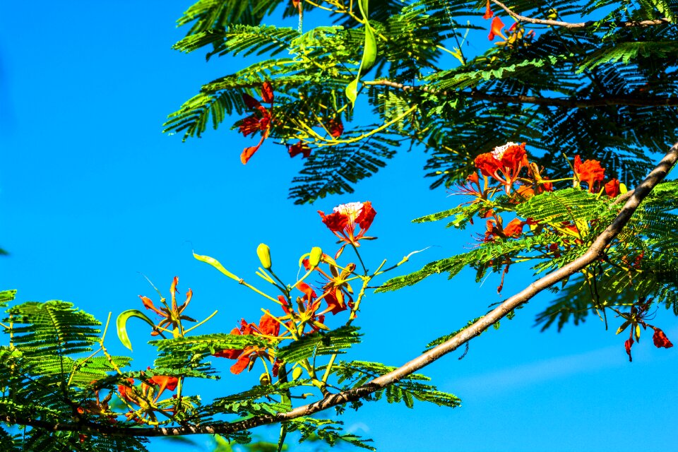Bloom red tree