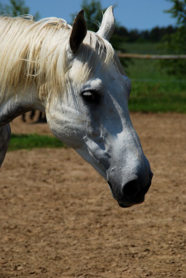 Pet the mane the head of a horse