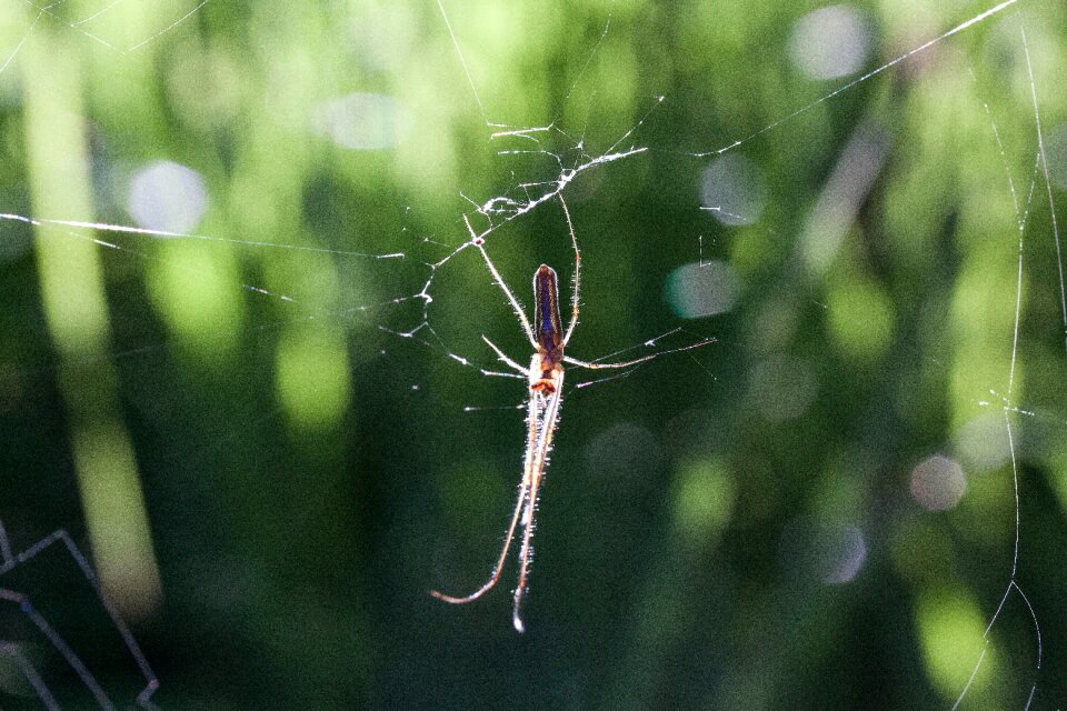 Araneae arachnids arachnida