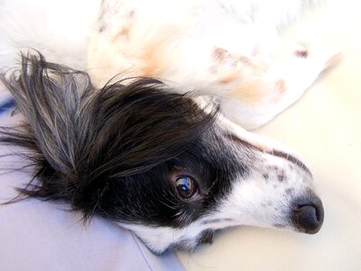 Dog dog face close up