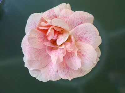 Garden rose bloom fragrance