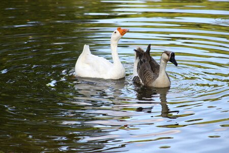 Water swimming
