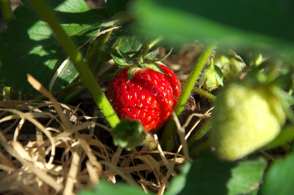 Summer red fruits