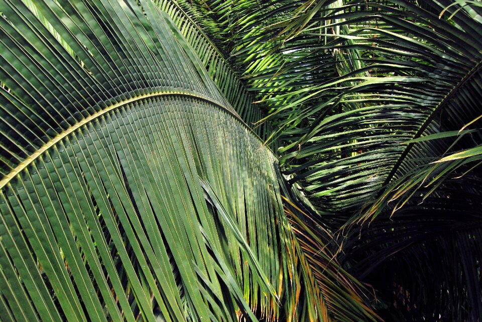 Palm spread palm leaf