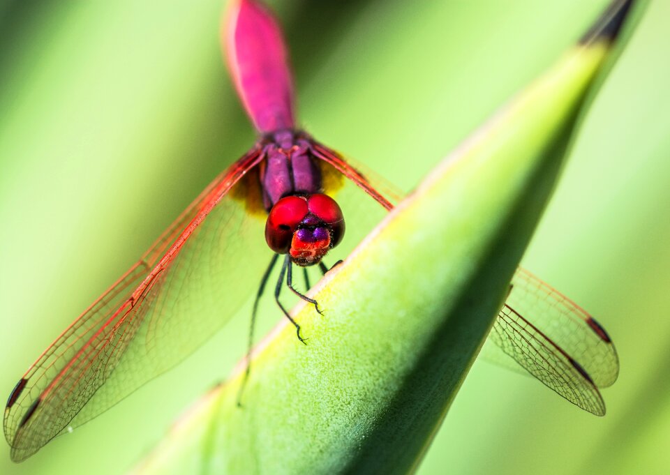 Dragonfly insect close up