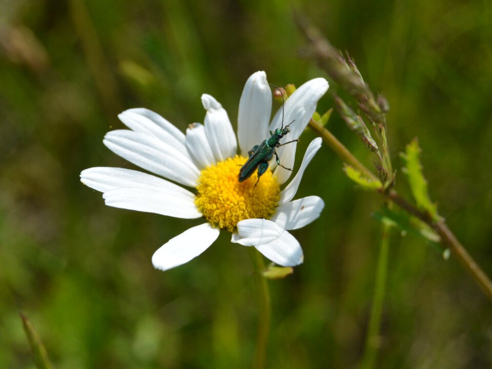 Plant beetle nature