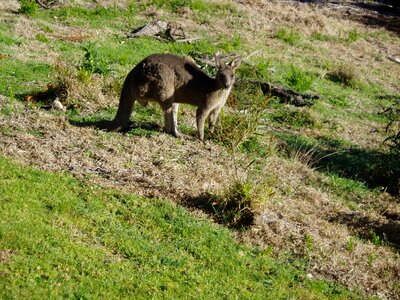 Tail kangaroos animal