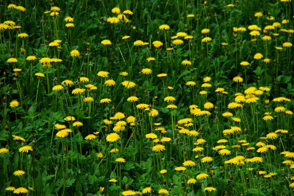 Spring flowers nature