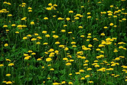 Spring flowers nature