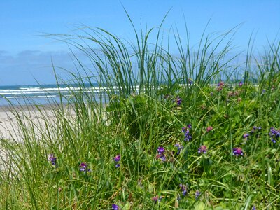 Flower nature ocean