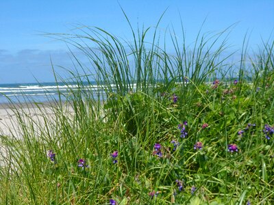 Flower nature ocean photo