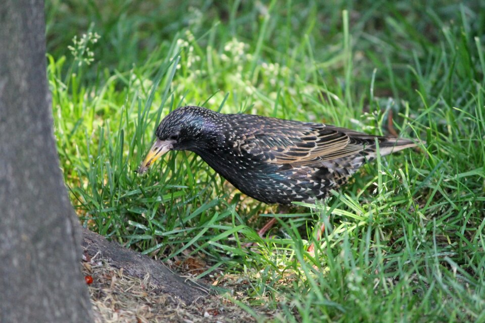 Nature bill sparrow