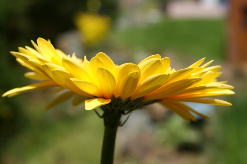Flower spring plant