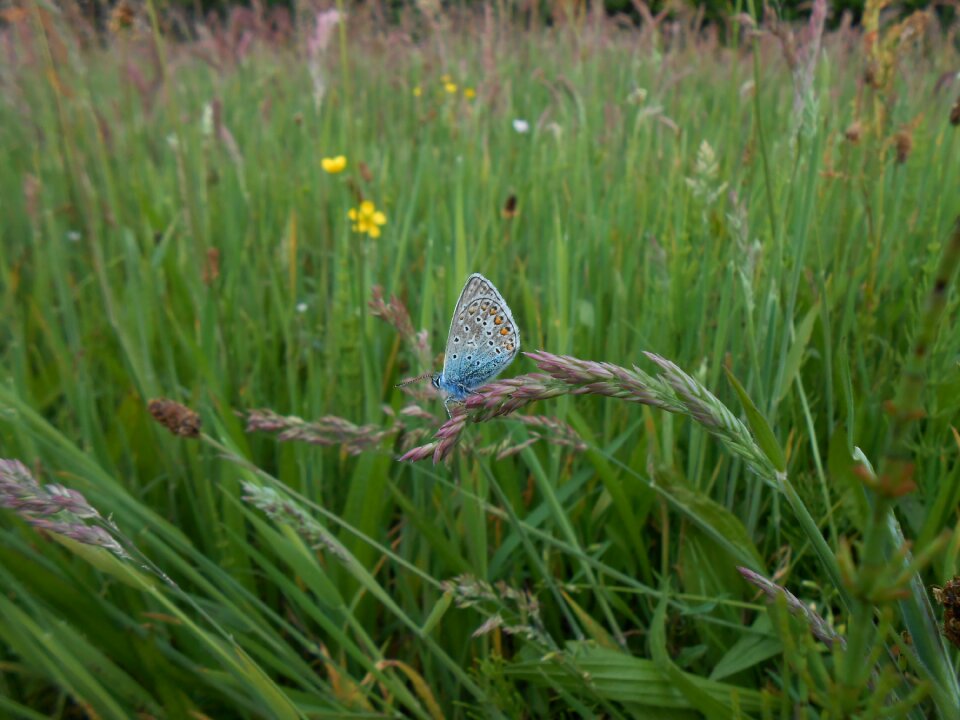 Blue butterfly spring